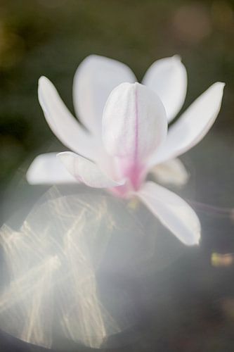 Lente