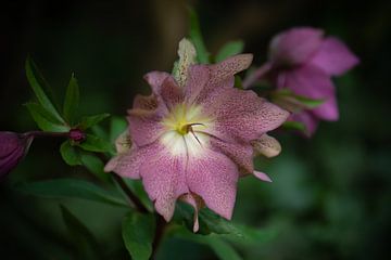 pink Helleborus by Tania Perneel