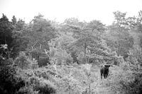 Beest in bos