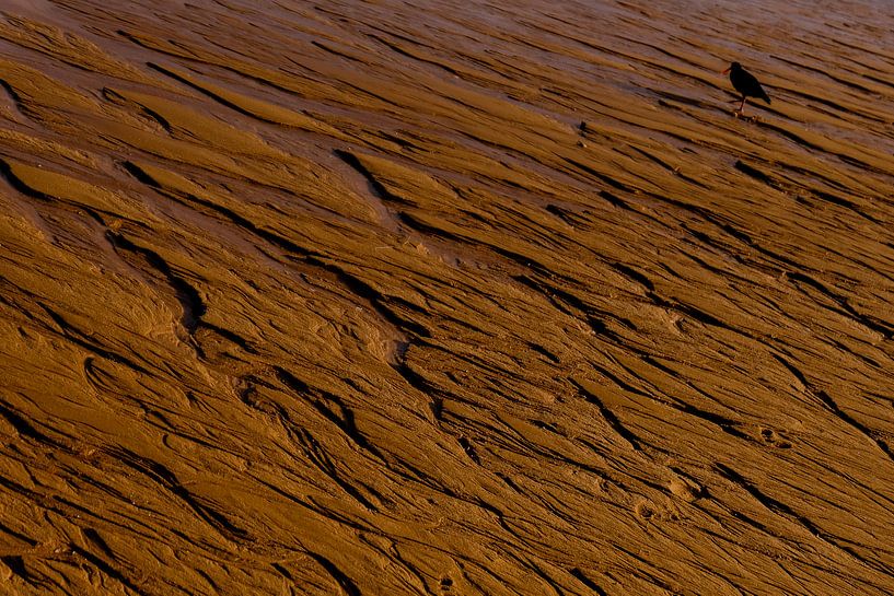 Ebb et Oystercatcher par Linda Bouritius