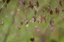 Amourette sur Ans Bastiaanssen
