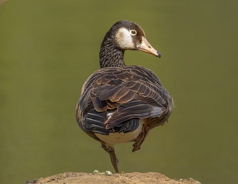 Yogastellung von Jeroen Kijvekamp