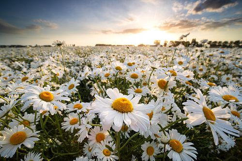 Floral splendour by Melissa Goedbloed