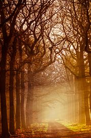 Heeze 16 von Deshamer