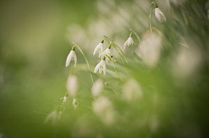 Schneeglöckchen in voller Blüte, der Frühling kommt! von Wendy de Jong