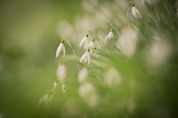 Snowdrops in bloom, spring is coming! by Wendy de Jong