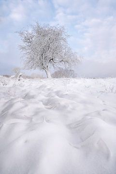 Sneeuw ligt op de struiken en de bomen in de duinen van in zuid hollan van Jolanda Aalbers