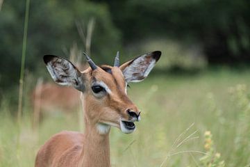 young impala by ChrisWillemsen