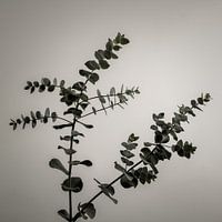 Eucalyptus