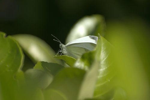 Durchsichtiger Schmetterling auf Blatt