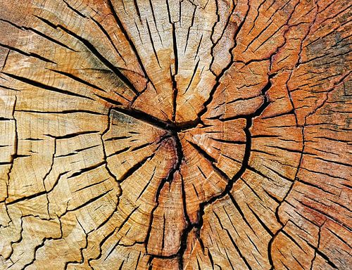 Houtbaar... (Hout met nerven in boomstam)