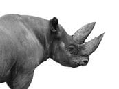 Rhino by Fabian  van Bakel thumbnail