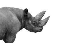 Nashorn