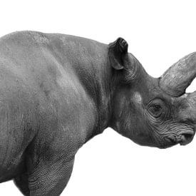 Rhino by Fabian  van Bakel