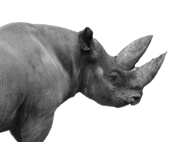 Rhino by Fabian  van Bakel