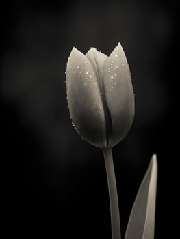 Tulpe im sanften Licht Nr. 5