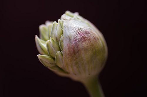 allium