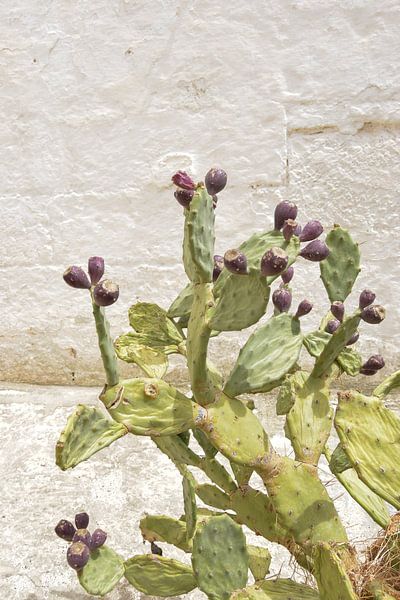 Ficus Indica von Bianca ter Riet