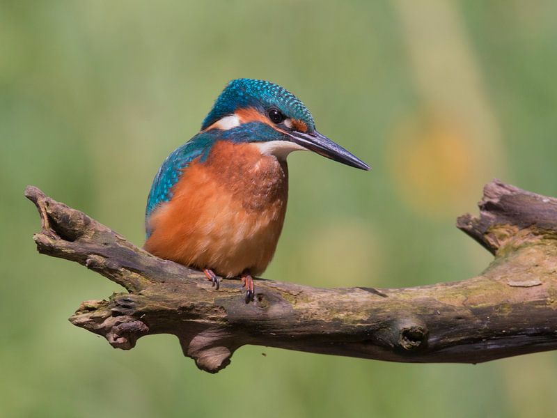 IJsvogel by Robert Westerhof