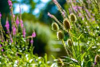 Bulbs at the point of flowering