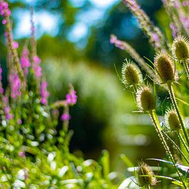 Bulbes au moment de la floraison sur Franck Doho