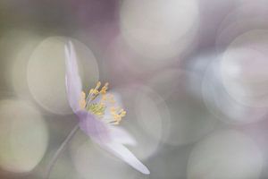 Anemoon in Pastelkleurig Bokeh van Jacqueline de Groot