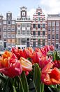 Tulipes pour les maisons des canaux à Amsterdam par Romy Oomen Aperçu