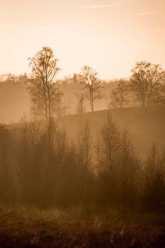 Landschap in Nevelige Gloed Herfstsilhouetten in Gouden Licht