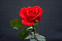 Rose rouge