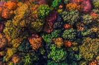 Top view of trees in autumn