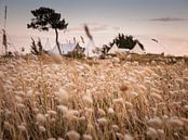 Dream Camp by David Hanlon thumbnail