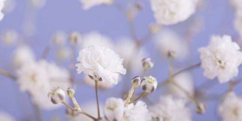 Panorama of light blue with white flowers by Marjolijn van den Berg