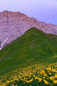 Gartnerwand vor dem Sonnenaufgang mit Blumenwiese im Vordergrund