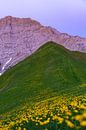 Gartnerwand vor dem Sonnenaufgang mit Blumenwiese im Vordergrund von Daniel Pahmeier Miniaturansicht