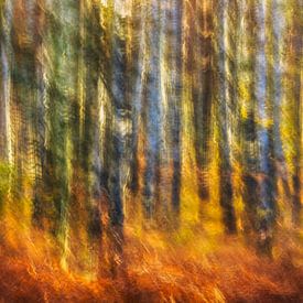 Herbstfeuer im Birkenwald von Daniela Beyer
