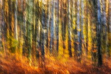 Herfstvuur in het berkenbos