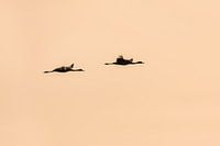 Kraanvogels in vlucht