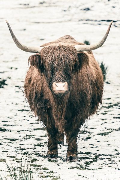 Portret van een Schotse Hoogland koe in de sneeuw van Sjoerd van der Wal Fotografie