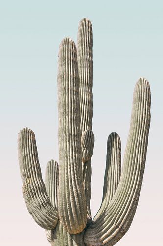 Saguaro