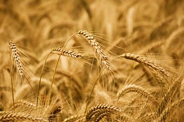 Grain field by Jessica Berendsen