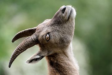 Steenbok van Edwin Butter