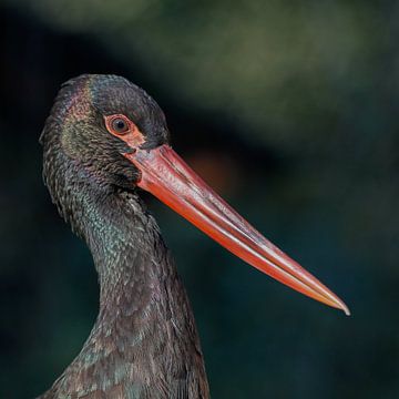 Zwarte ooievaar van Michiel Leegerstee