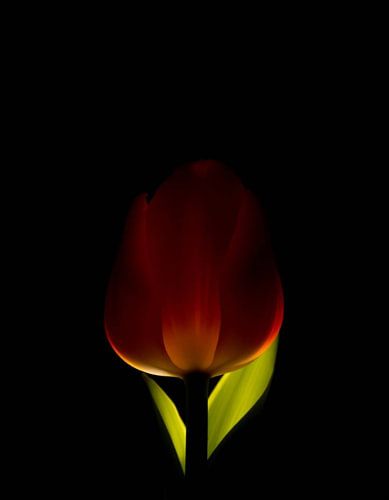 „Ember Tulip XI“