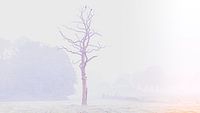 Fog over the country in Oldeberkoop Friesland.