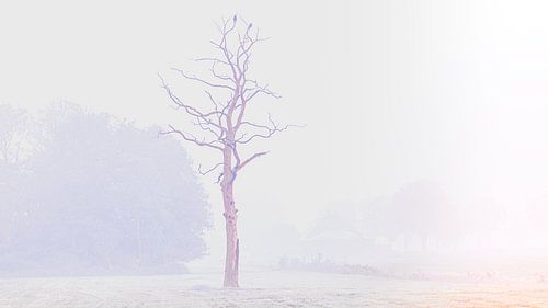 Brouillard sur la campagne à Oldeberkoop Friesland.