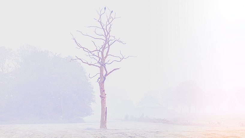 Fog over the country in Oldeberkoop Friesland. by A.H. Stubij