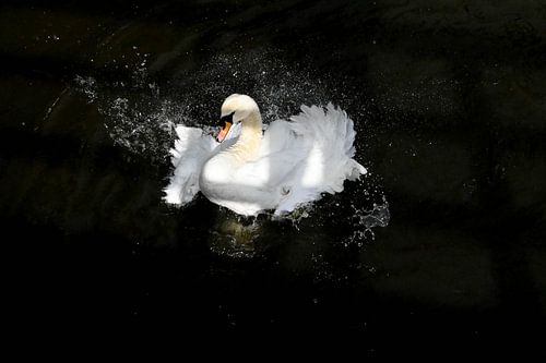 Der spritzige Schwan