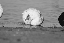 Puur Natuur by FrederikBerend Metalsema