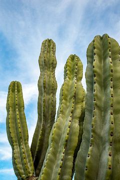 Large cacti by Pictorine