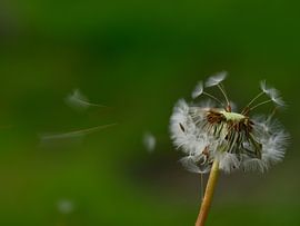 Macro walk in late March by Tomasz_best_shots